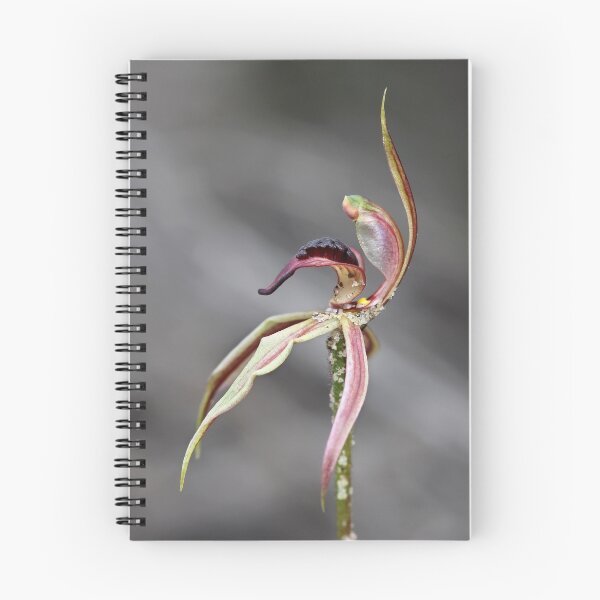 Item preview, Heart-lip Spider Orchid designed and sold by LeeoPhotography.