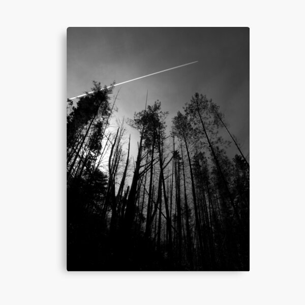 Scary Trees- Mt Lofty Eastern Slope Canvas Print