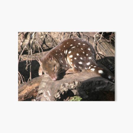 "Spotted Quoll At Tasmanian Devil Sanctuary, Cradle Mountain, Tasmania