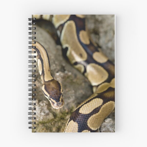 Item preview, Ball Python designed and sold by Katie Krutzner.