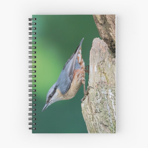 Item preview, Upsidedown nuthatch designed and sold by Susan Purveur.