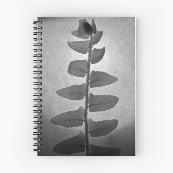 Item preview, Nephrolepis designed and sold by El Gran Toñeti.