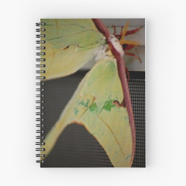 Item preview, Full Winged  designed and sold by CarolinehbFL.