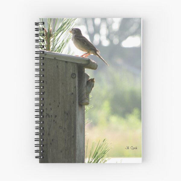 Aperçu de l'œuvre Moineau domestique (Passer domesticus) 10 créée et vendue par JAX1PIX.