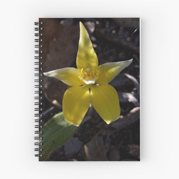 Item preview, Cowslip Orchid (Caladenia flava)  designed and sold by Rosie Appleton.