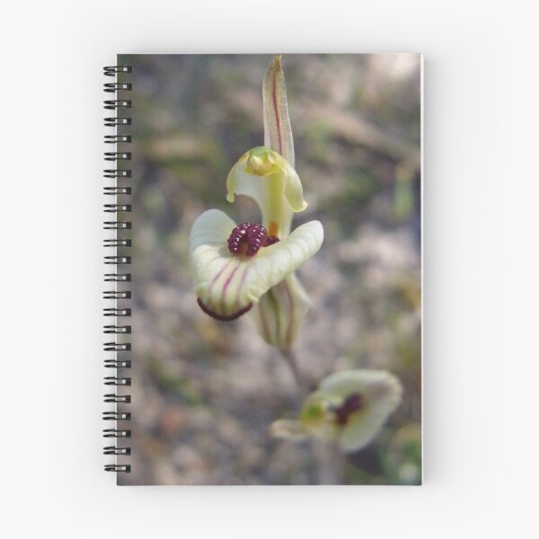 Item preview, Zebra Orchid (Caladenia cairnsiana) designed and sold by Rosie Appleton.