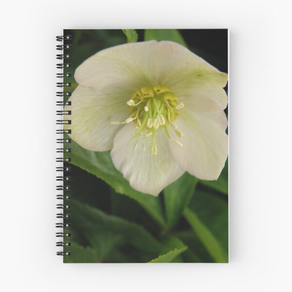 Item preview, Hellebore designed and sold by CapturedByKylie.