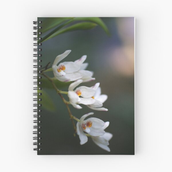 Item preview, native orchids designed and sold by Clare Colins.
