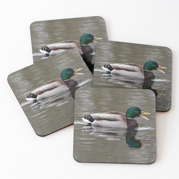 Aperçu de l'œuvre Le canard colvert créée et vendue par iCimages.net.