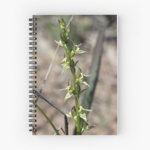 Item preview, Leek Orchid designed and sold by Cindy McDonald.
