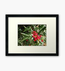 Holly Framed Print