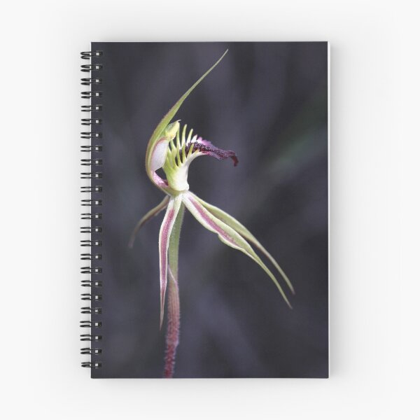 Item preview, Caladenia stricta  designed and sold by LeeoPhotography.