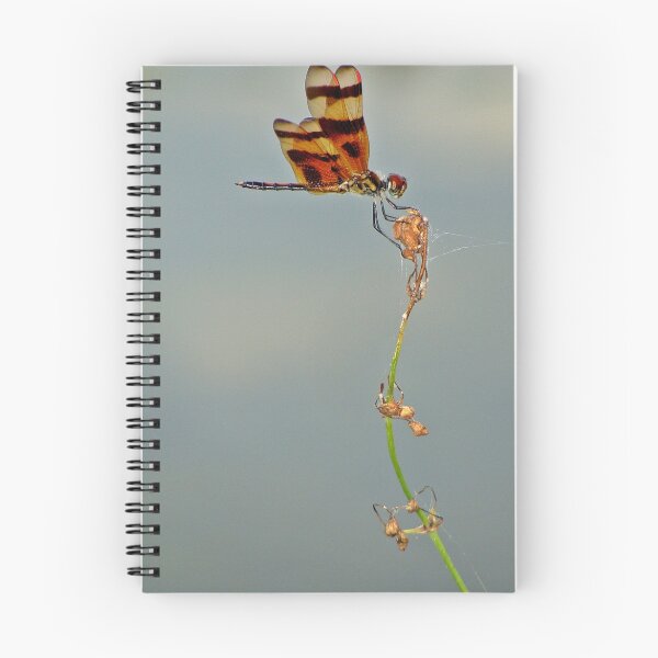 Item preview, Poise designed and sold by insight.