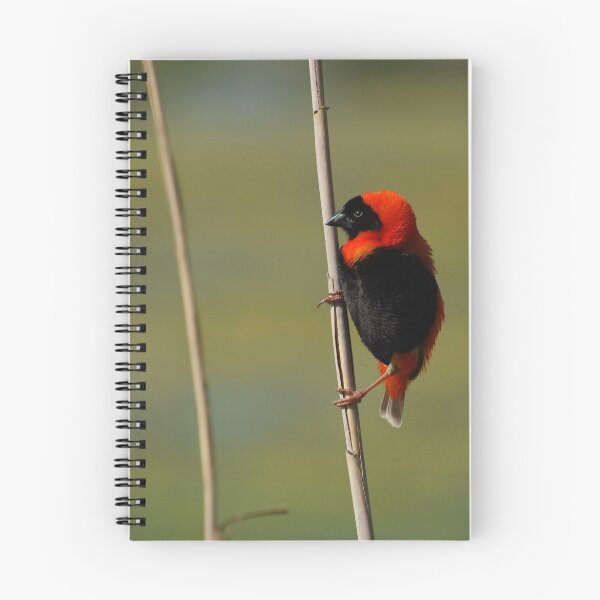 Item preview, Spring in full colour...... designed and sold by Macky.