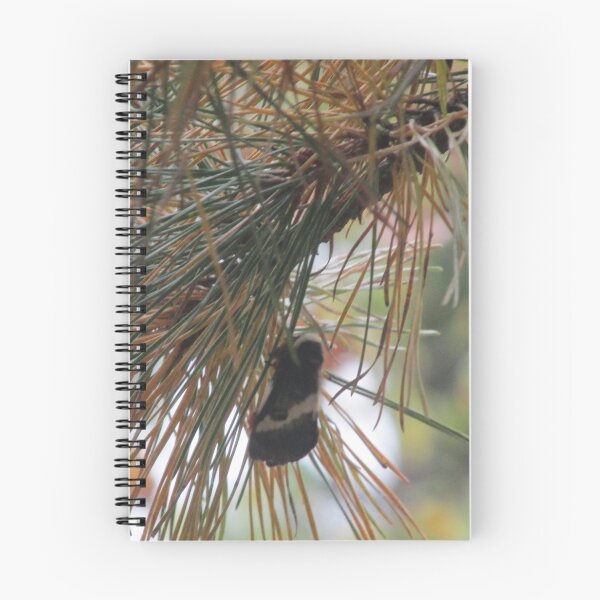 Item preview, An Inland Barrens Buckmoth on the Pine designed and sold by TheVioletWitch.