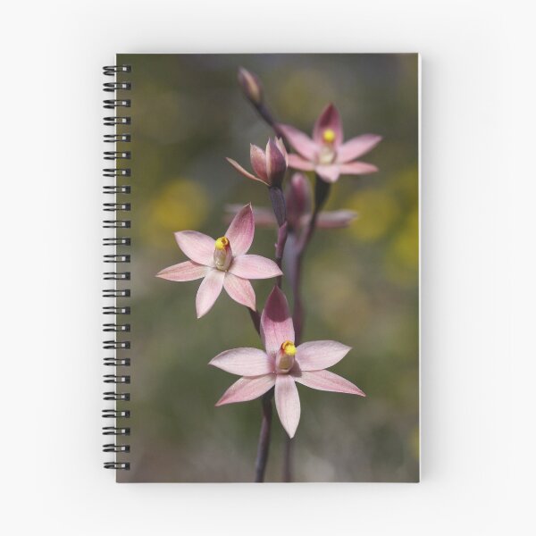 Item preview, Salmon sun-orchid designed and sold by Barb Leopold.