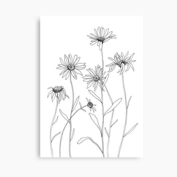 Daisies Canvas Print