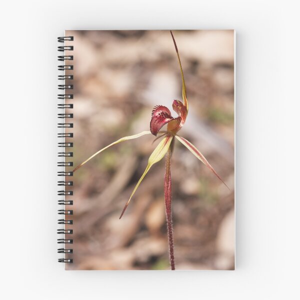 Item preview, Wimmera Spider Orchid - Arachnorchis lowanensis designed and sold by Paul Piko.
