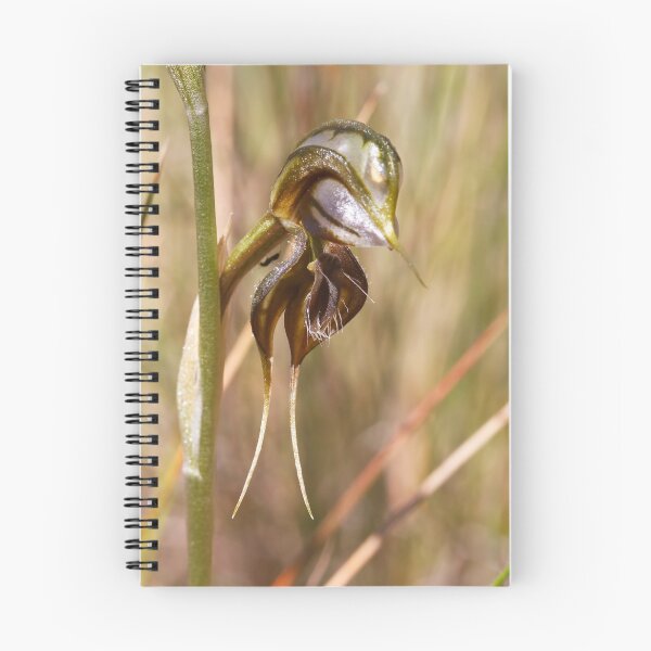 Item preview, Floodplain Rustyhood - Oligochaetochilus cheraphilus designed and sold by Paul Piko.