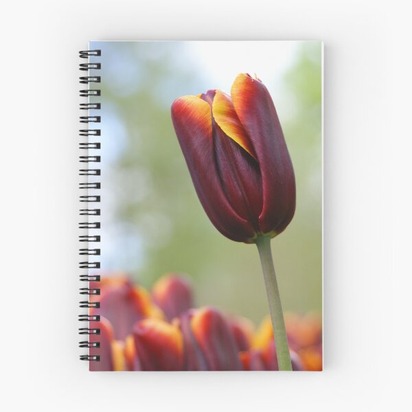 Item preview, Darkred tulip designed and sold by Lindie Allen.