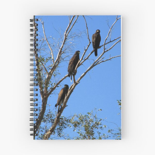 Artikelvorschau, Harris's Hawks ~ Family meeting entworfen und verkauft von Luck of the Shutter.