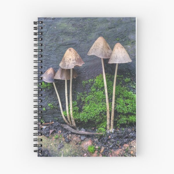 Item preview, Group of Toadstools designed and sold by days-photographic.