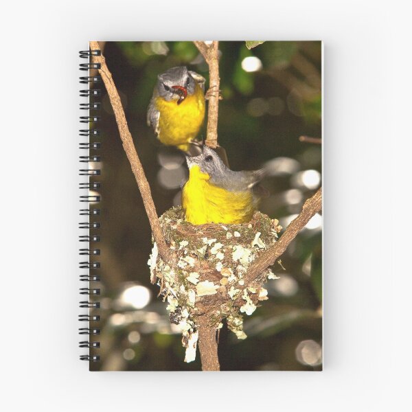 Artikelvorschau, Eastern Yellow Robins, Lamington NP, Autsralia entworfen und verkauft von David Woolcock.