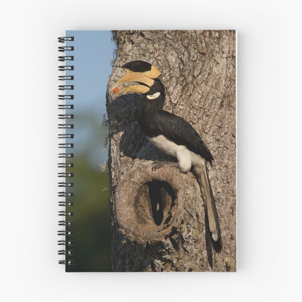Item preview, Malabar Pied Hornbill Feeding Female designed and sold by Neil Bygrave (NATURELENS).