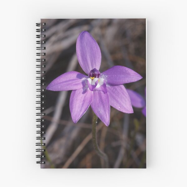 Artikelvorschau, Abnormale Glossodia major entworfen und verkauft von Paul Piko.