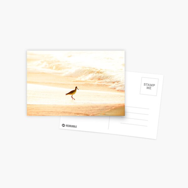 Morning Swim Postcard