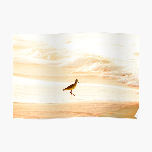 Morning Swim Poster