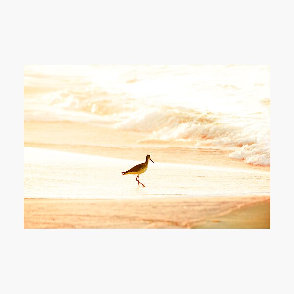 Morning Swim Photographic Print