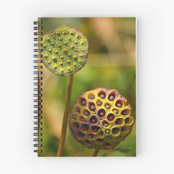 Item preview, Lotus Seed Pods designed and sold by naturalnomad.