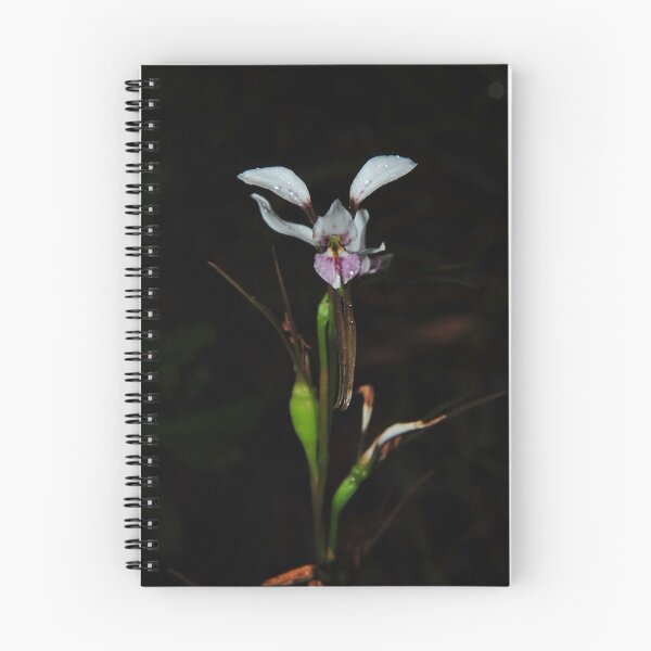 Artikelvorschau, Diuris alba in the rain entworfen und verkauft von Colin12.