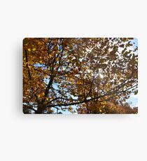Fall sky leaves Metal Print