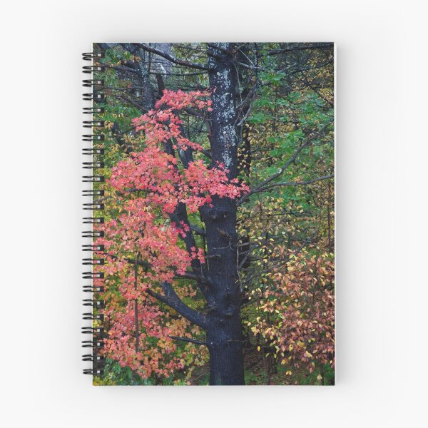 Item preview, Beauty of Fall designed and sold by phil decocco.