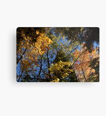 colorful leaves fall vermont Metal Print