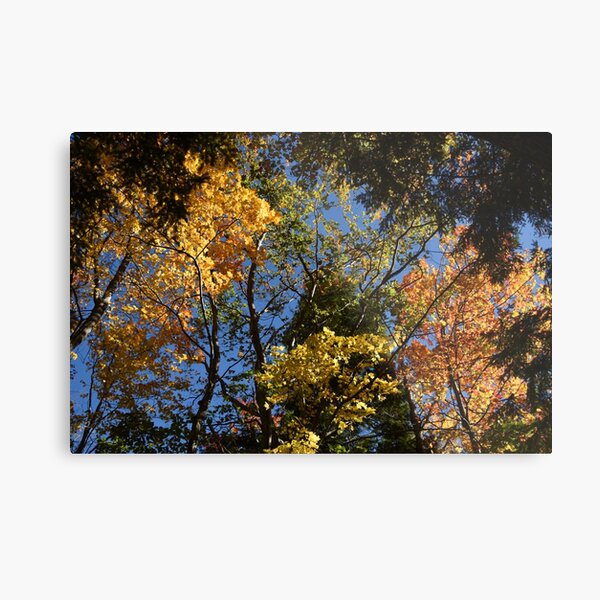 colorful leaves fall vermont Metal Print