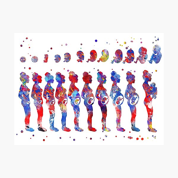 Artikel-Vorschau von Schwangerschaft, Anatomie der schwangeren Frau, Fötus, Fötus, Entwicklung des Babys, Schwangerschaftsstadien, designt und verkauft von Rosaliartbook.