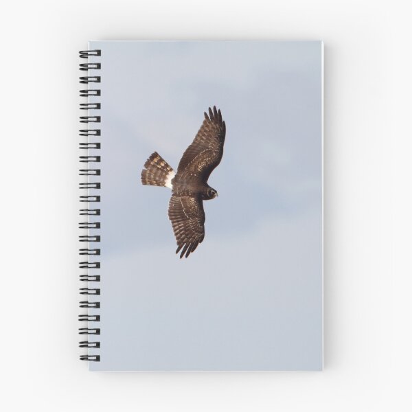 Item preview, On The Wing/ Female Northern Harrier designed and sold by Gary Fairhead.