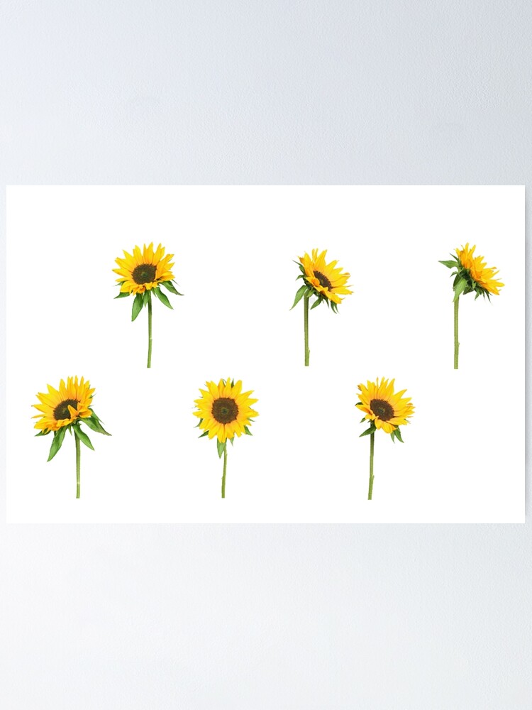 Póster «pequeños girasoles» de eeelzzza | Redbubble