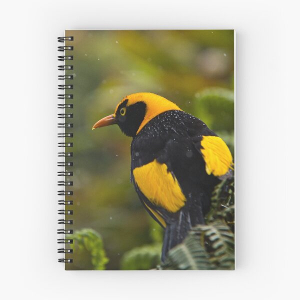 Item preview, Regent Bowerbird in the Rain designed and sold by gmpepprell.
