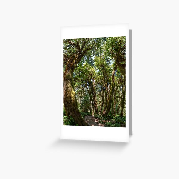 Hoh Rainforest Greeting Card