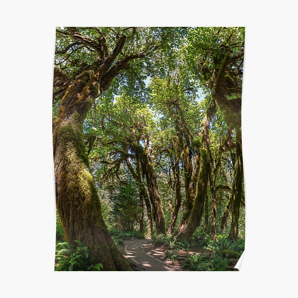 Hoh Rainforest Poster