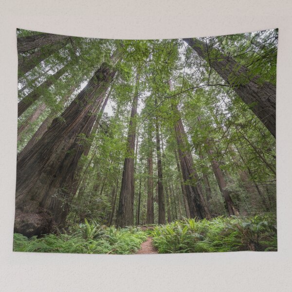 Item preview, Redwoods designed and sold by beland.