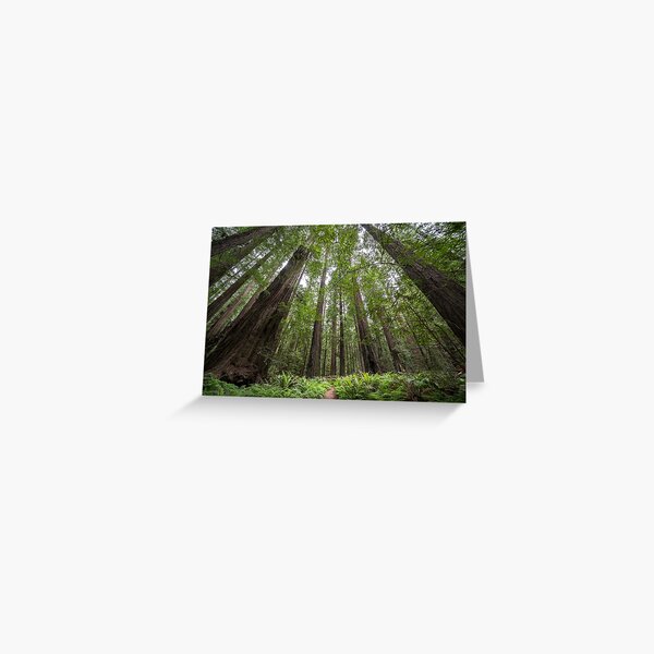 Redwoods Greeting Card