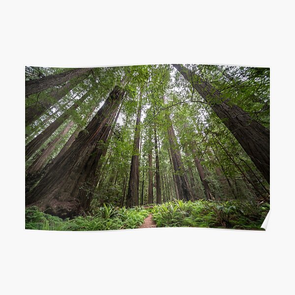 Redwoods Poster