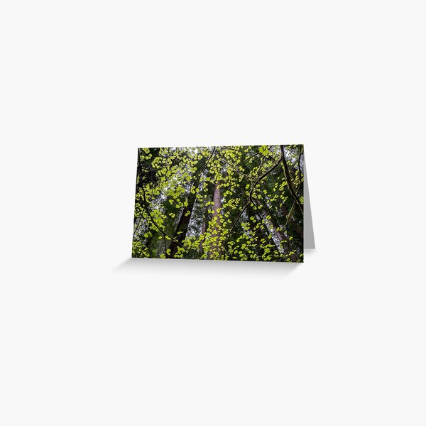 Vine Maple Greeting Card