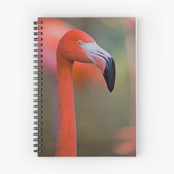 Aperçu de l'œuvre Portrait de flamant - Zoo de Sacramento créée et vendue par Randall Ingalls.