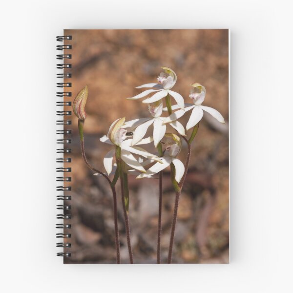 Item preview, Musky Caladenia - Stegostyla gracilis designed and sold by Paul Piko.